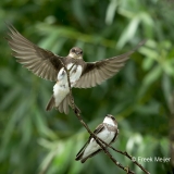 Oeverzwaluw-02_Sand-Martin_Riparia-riparia_BZ4T9008