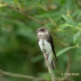 Oeverzwaluw-03_Sand-Martin_Riparia-riparia_BZ4T8728