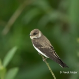 Oeverzwaluw-04_Sand-Martin_Riparia-riparia_BZ4T8990